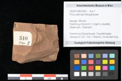 Foto (Objekt + Etikett) von Pinus latoniae Ettingshausen (NHMW-GEO-2024-0188-0340)